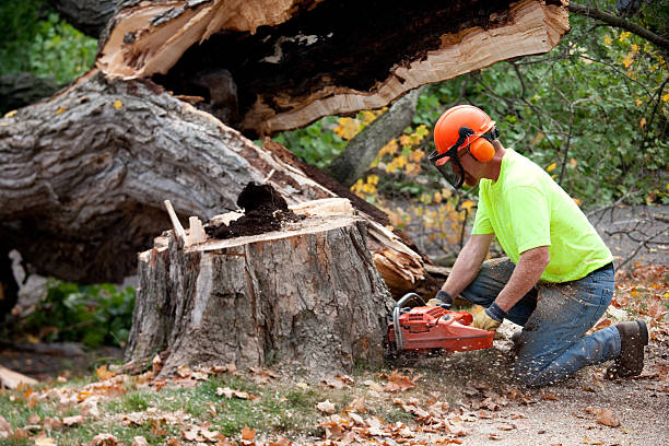  Butler, WI Tree Services Pros