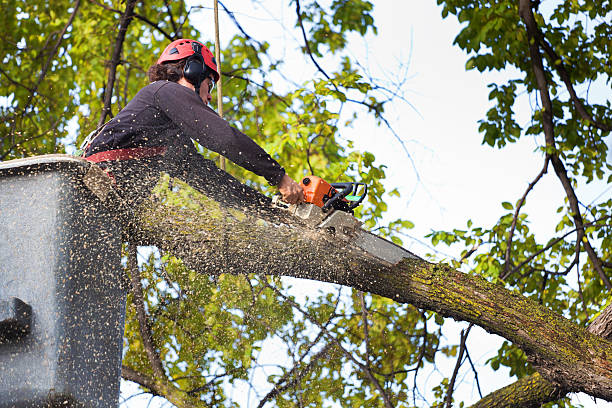 Best Pest Control for Lawns  in Butler, WI